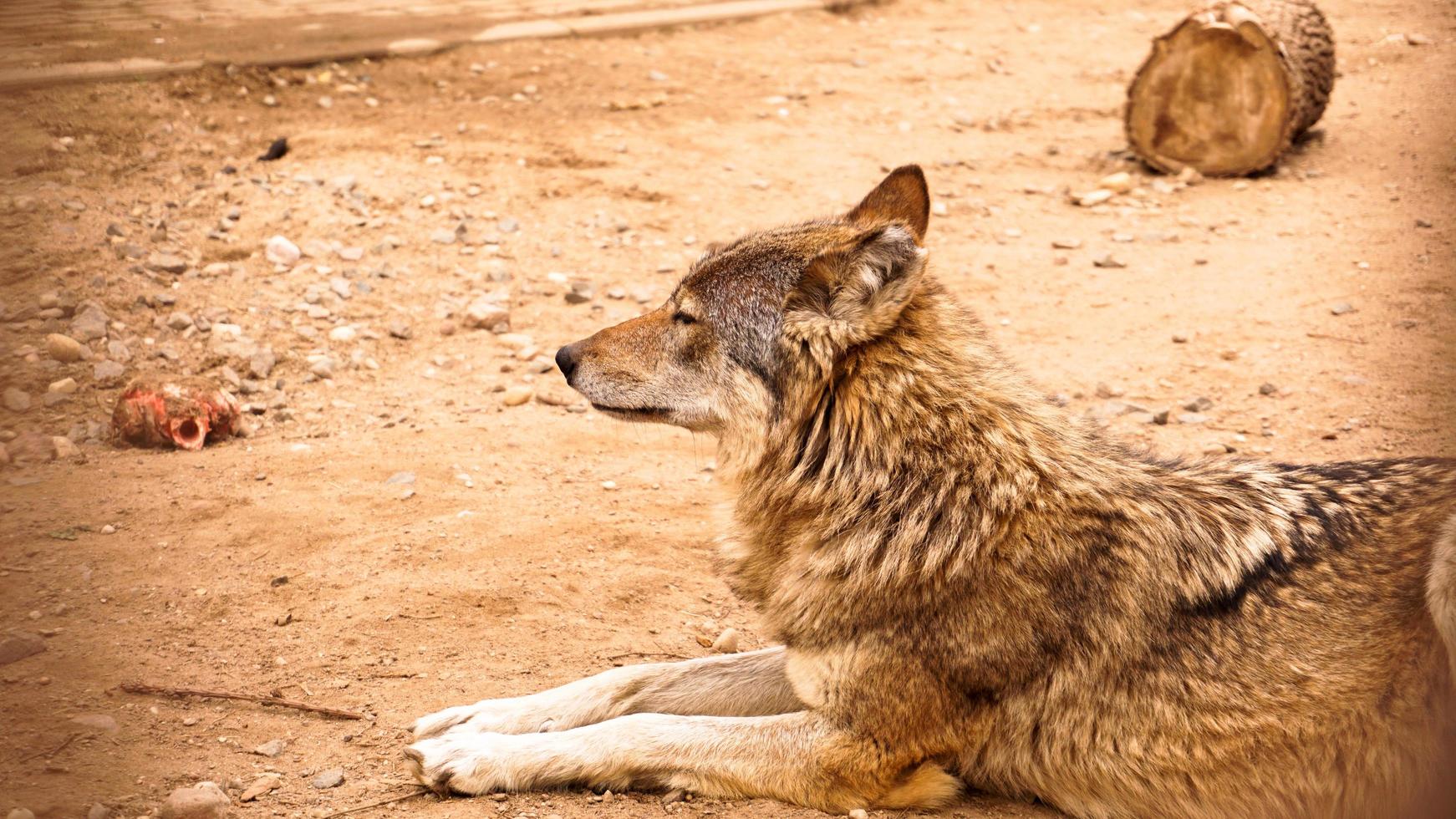 de wilde wolf ligt en kijkt in de verte. wilde dieren concept foto