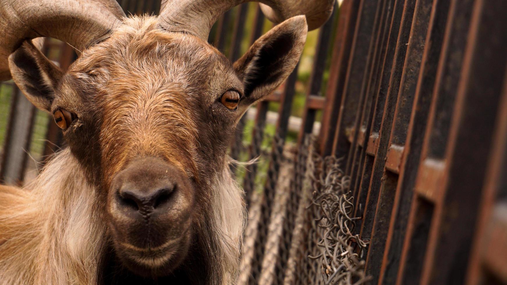 close-up foto van het hoofd van markhor. dier in een dierentuin