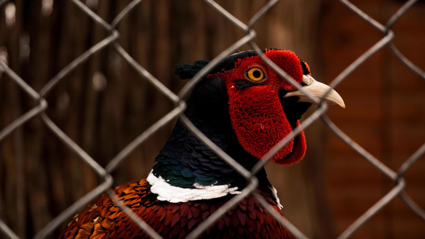 jagende fazant in een kooi. vogels in de dierentuin of boerderij foto