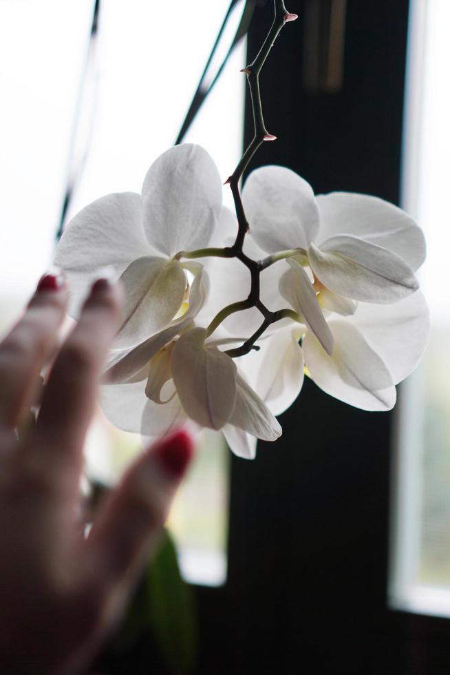 bloempot in de buurt van een groot raam. witte orchidee op de vensterbank foto