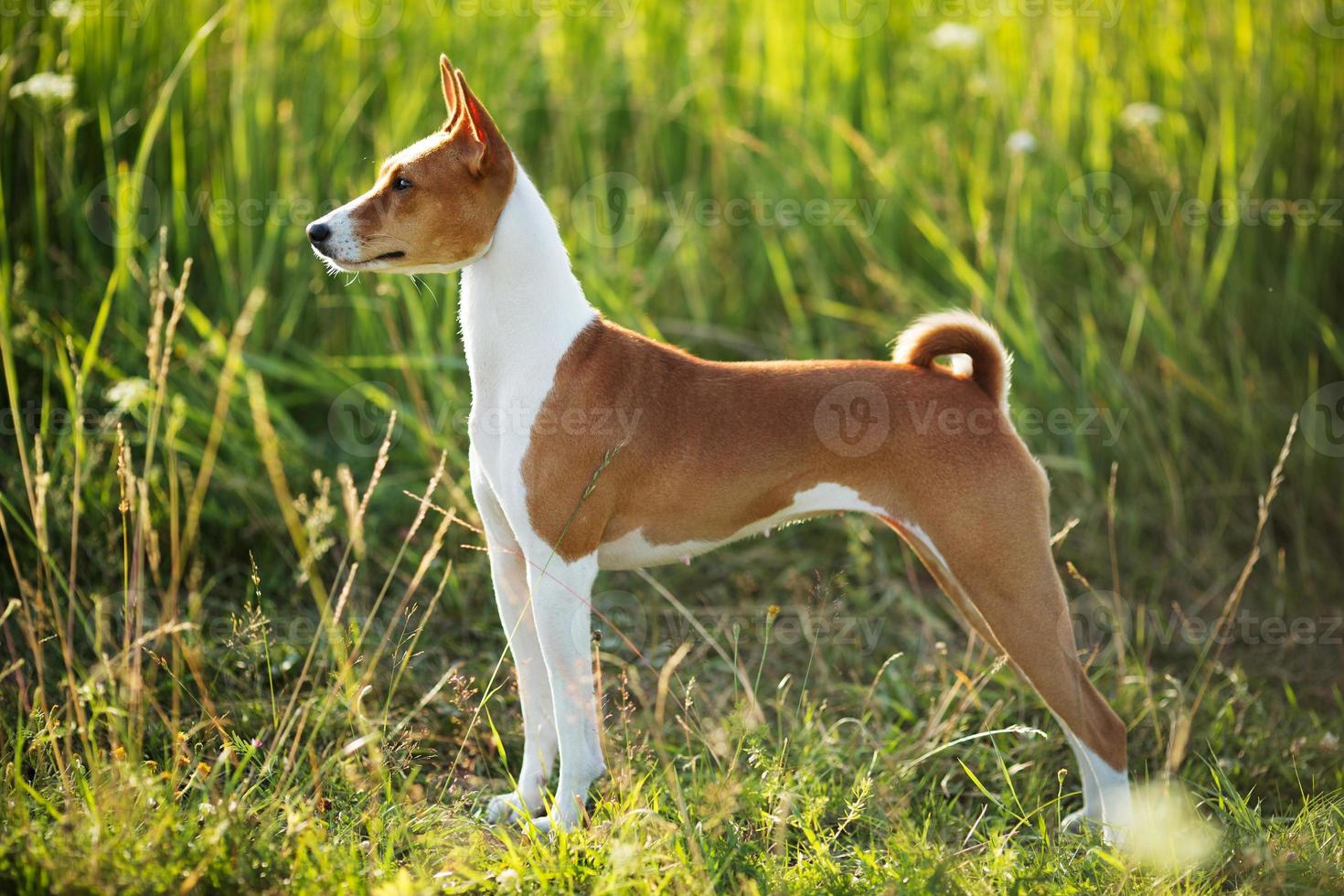 jachthondenras basenji foto