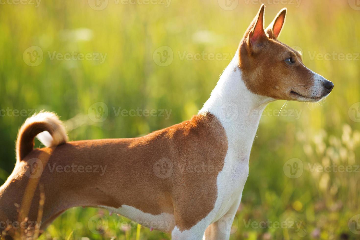 rode hond staat en kijkt ergens foto