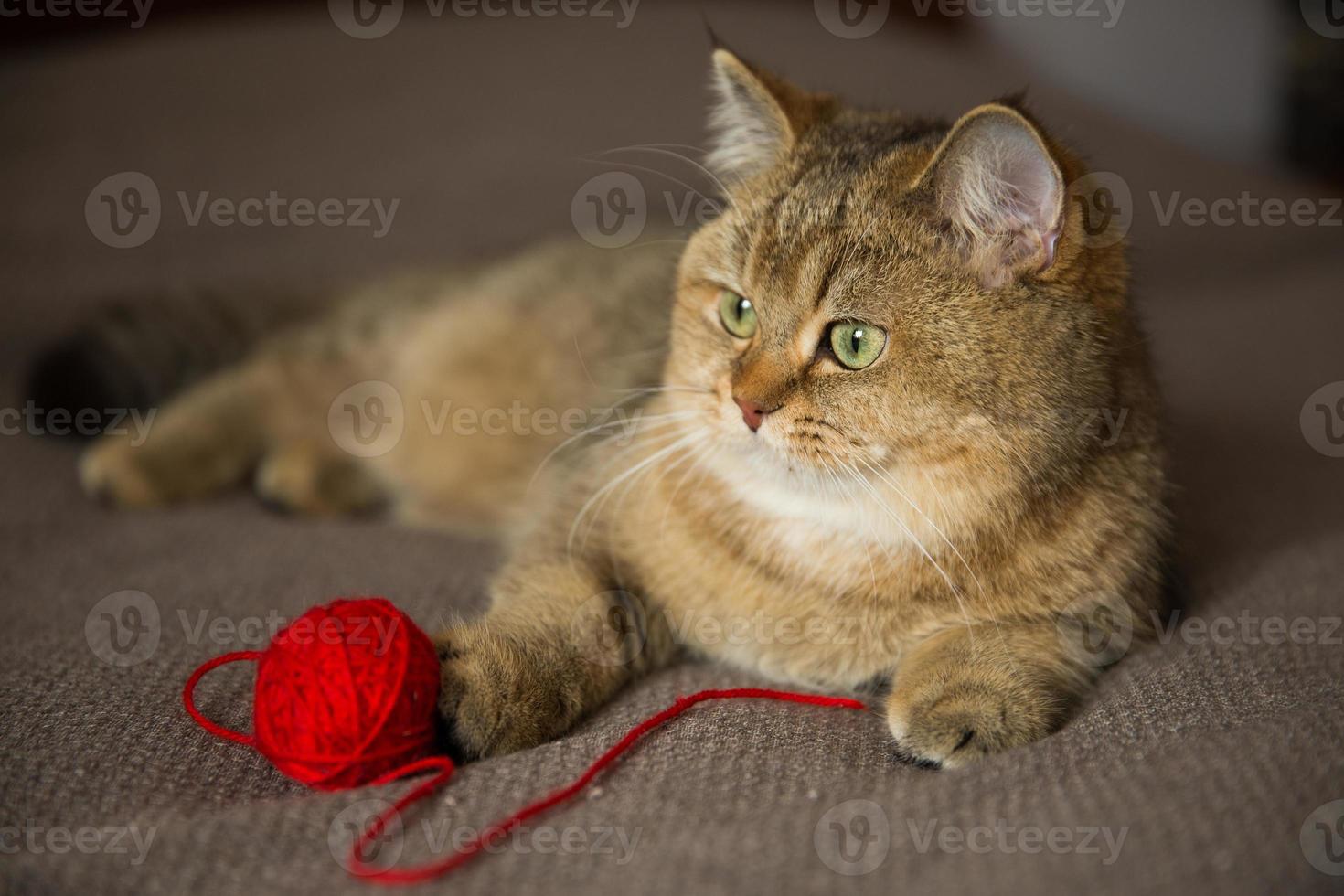 rasechte kat ligt met een rode bol draad foto