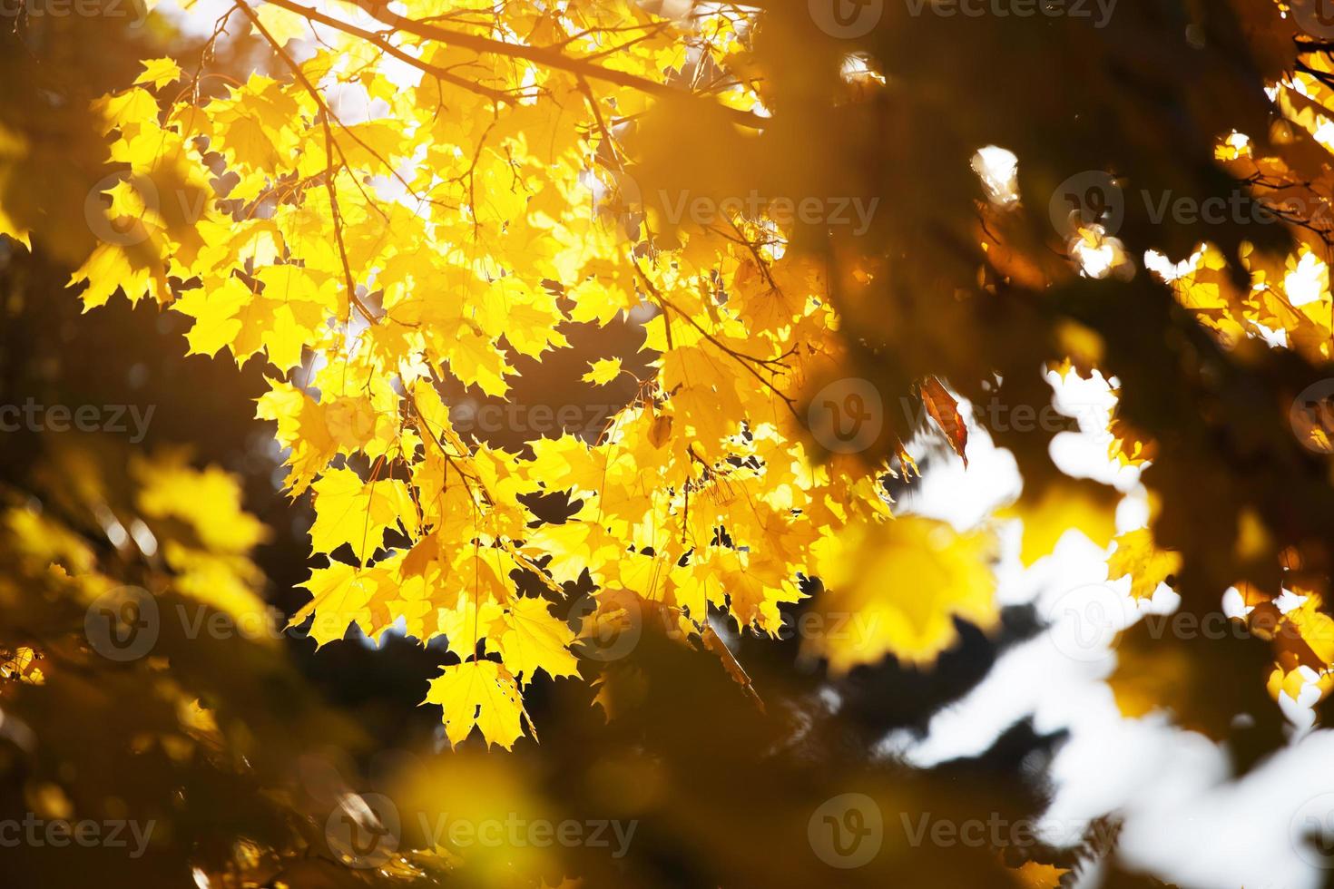 gele esdoornbladeren aan de takken in de herfst foto