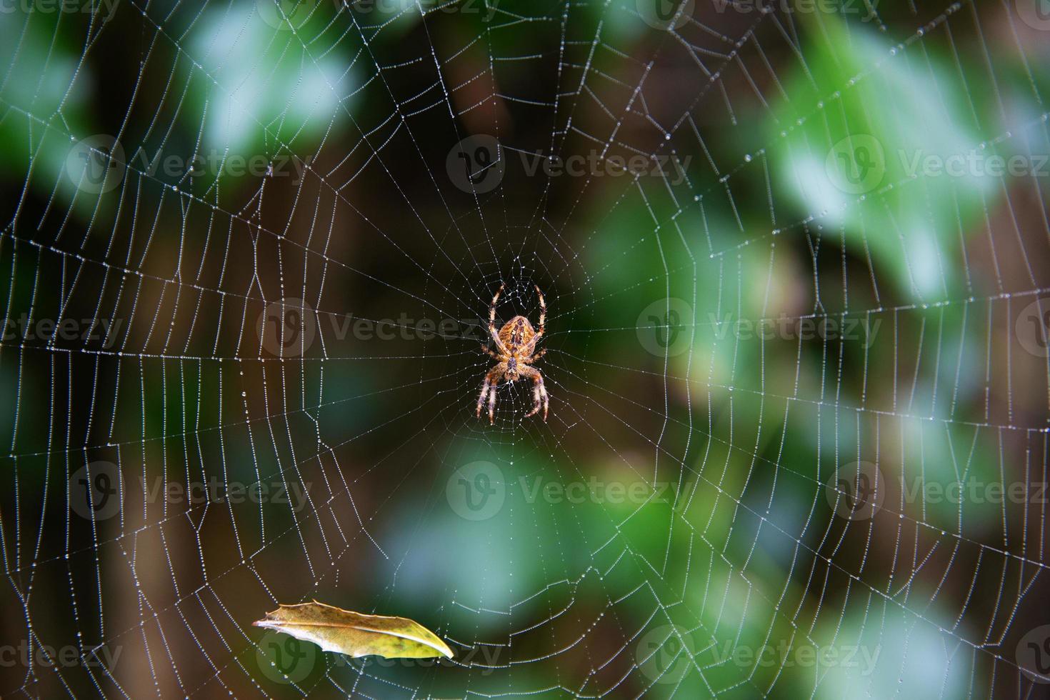 bruine spin die aan een spinnenweb hangt foto