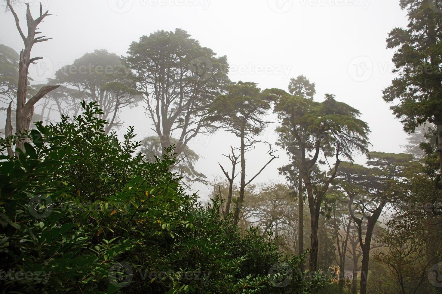 landschap met grote bomen in de mist foto