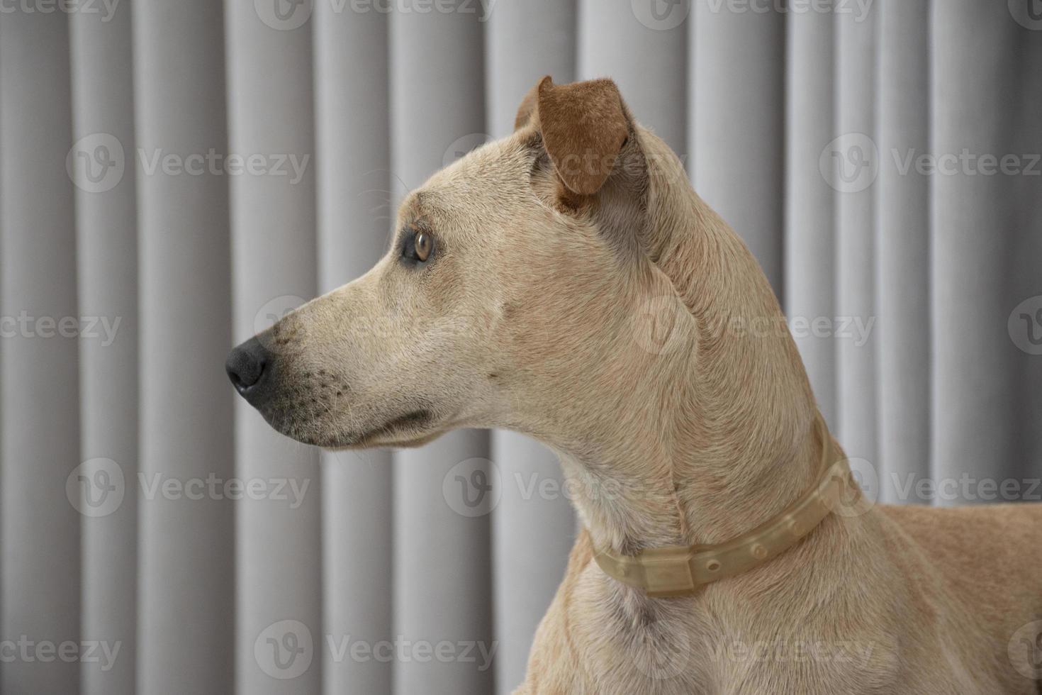 lichtharige hond liggend op een trekje in de woonkamer foto