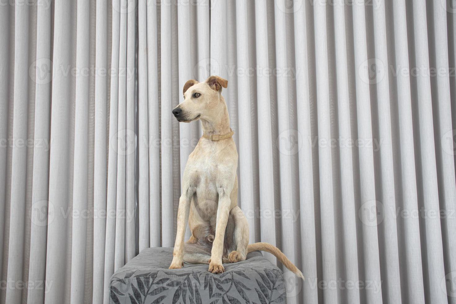 lichtharige hond zittend op een poef in de woonkamer foto