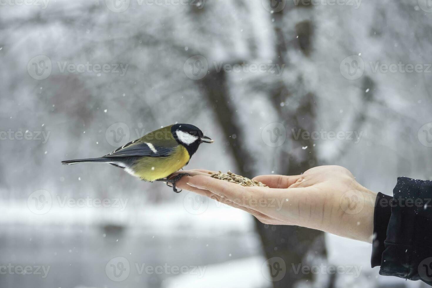 tit dat zit Aan de arm van een Mens Holding zaden. voeden vogelstand in t foto