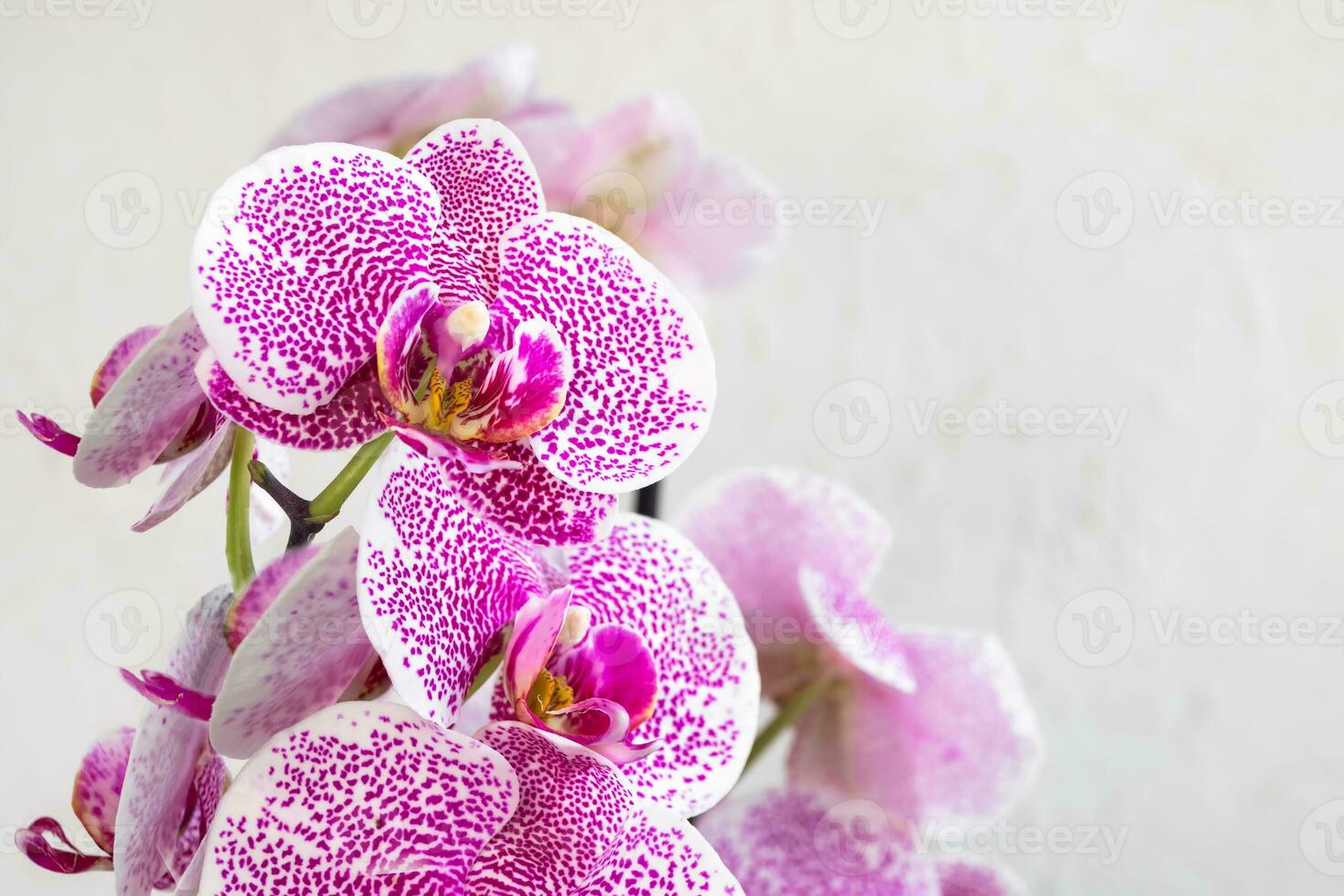 tropisch Afdeling wit met klein Purper spikkels orchidee bloemen phalaenopsis foto