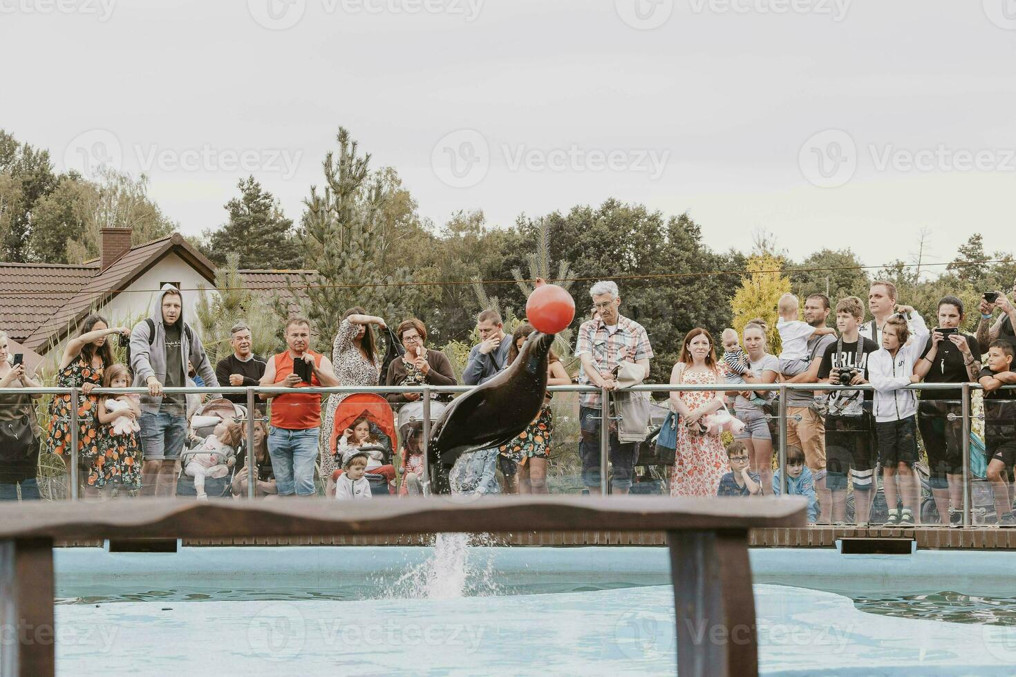 zee leeuw zee dier in de dierentuin foto