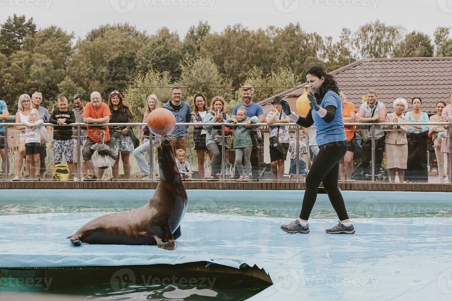 zee leeuw zee dier in de dierentuin foto