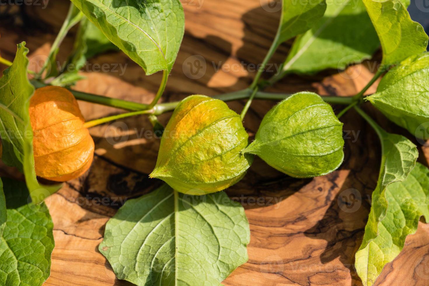 de oranje vrucht physalis peruviana foto