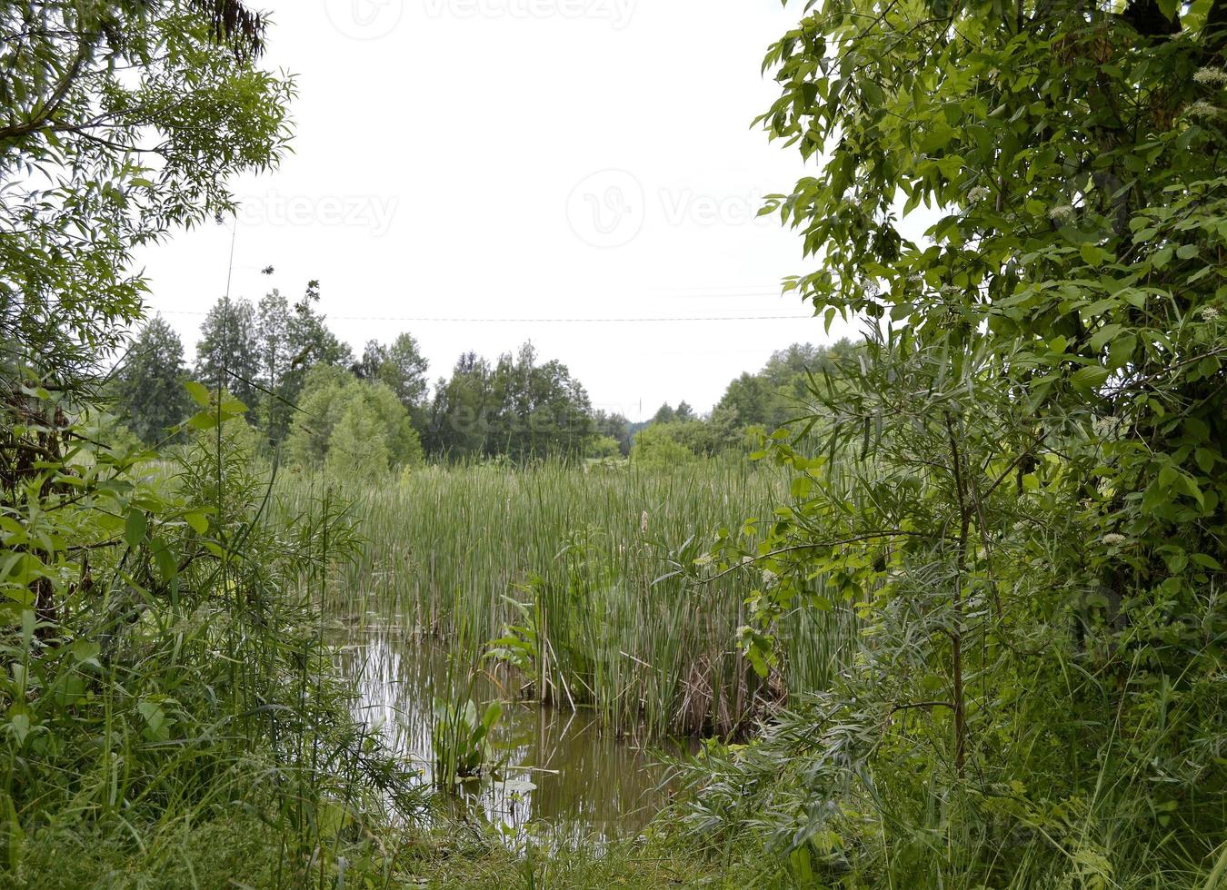 prachtig grasmoerasriet groeit op kustreservoir foto