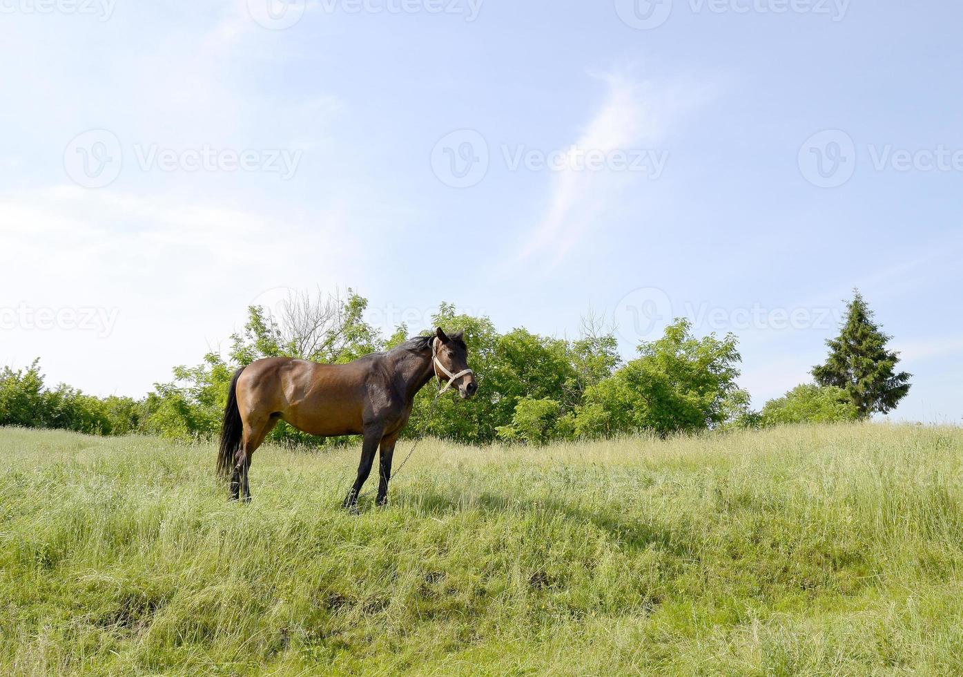 mooie wilde bruine paardenhengst op zomerbloemenweide foto