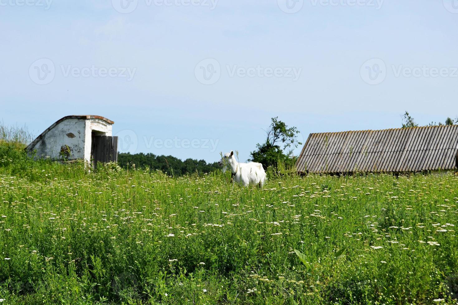 witte kleine geit met hoorns op zoek in groen gras foto