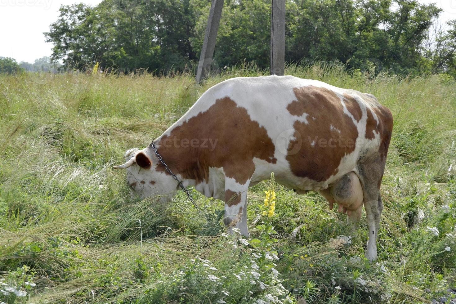 mooie grote melkkoe graast op groene weide foto