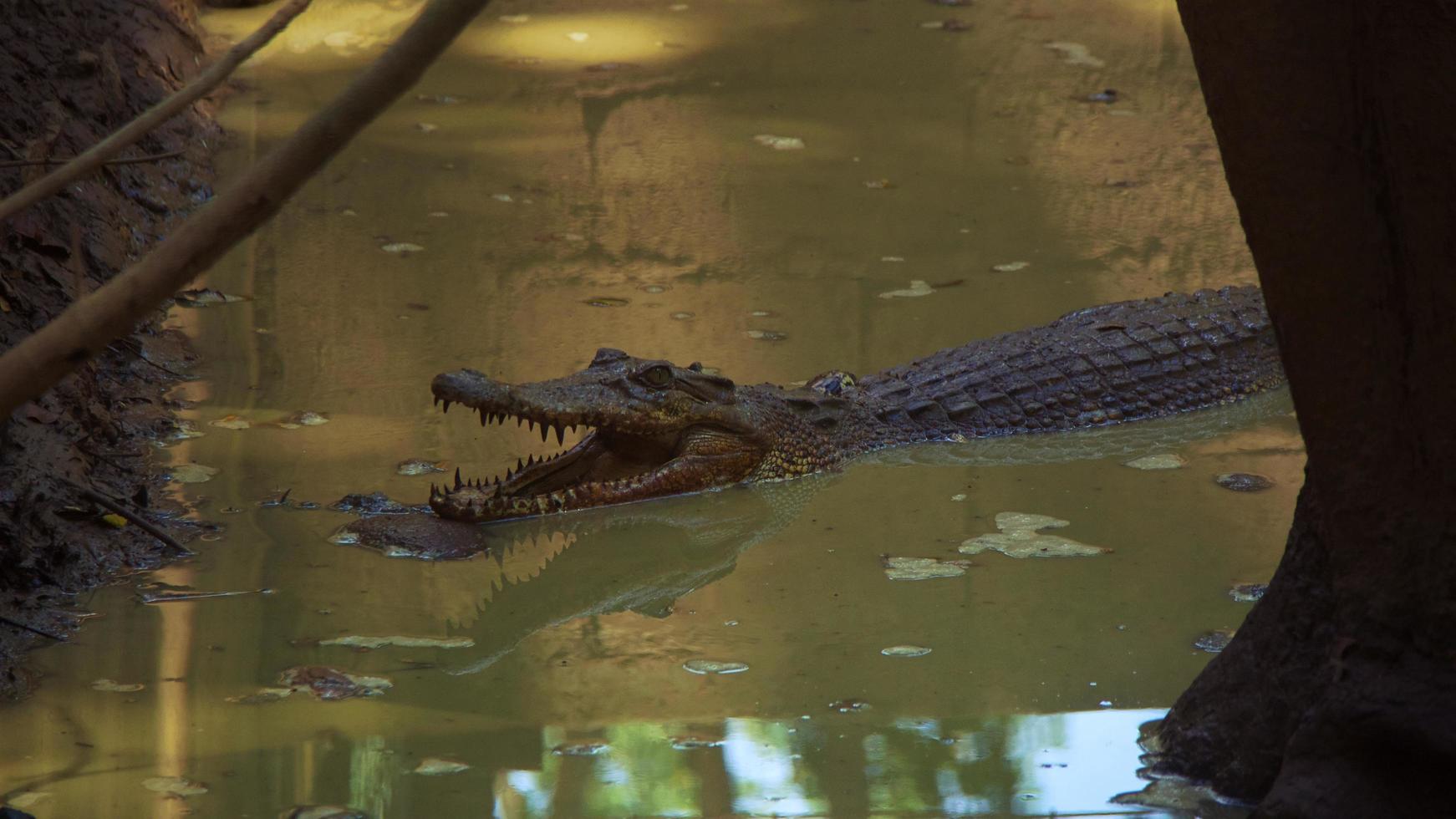 waarneming van krokodillen in het Aziatische moeras foto