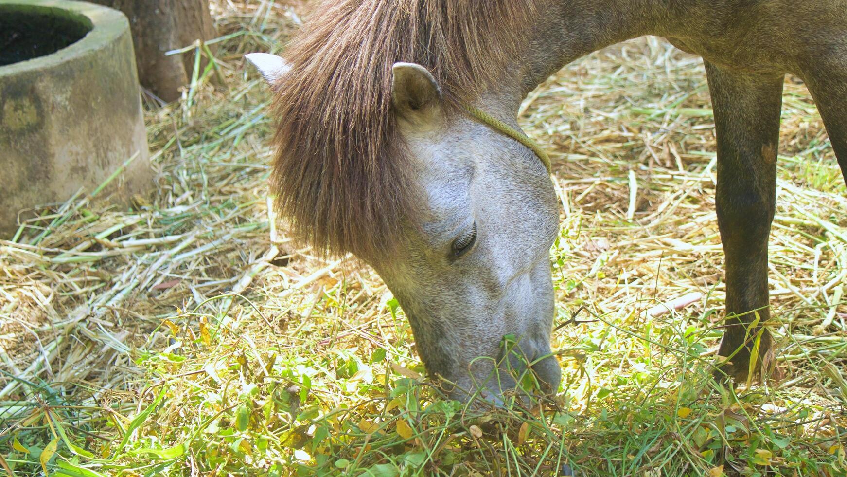 witte paarden uit Azië eten gras op de ranch foto