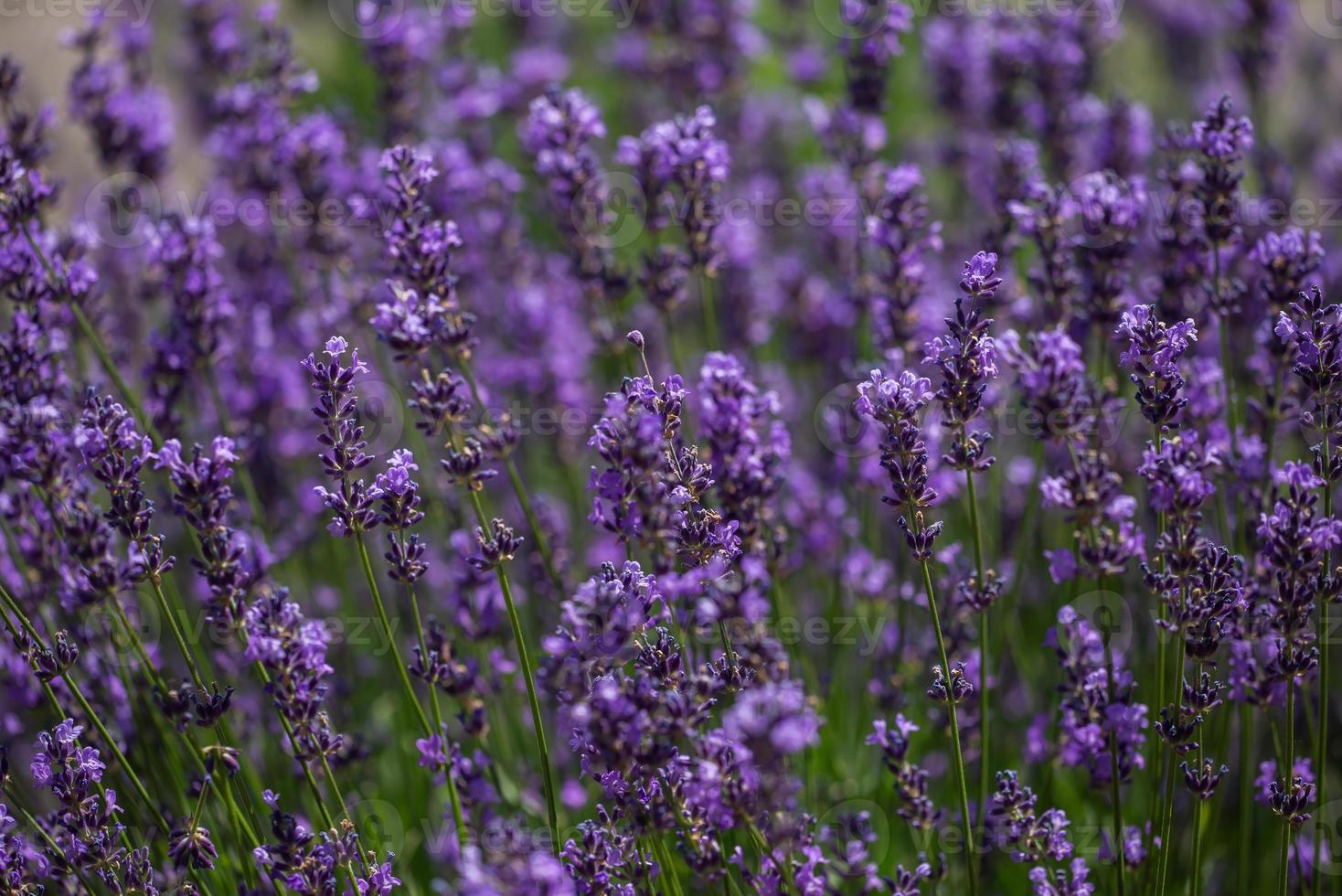 Uitlijnen Snoep Druppelen open plek met paarse bloemen. natuur en planten. 3276504 Stockfoto