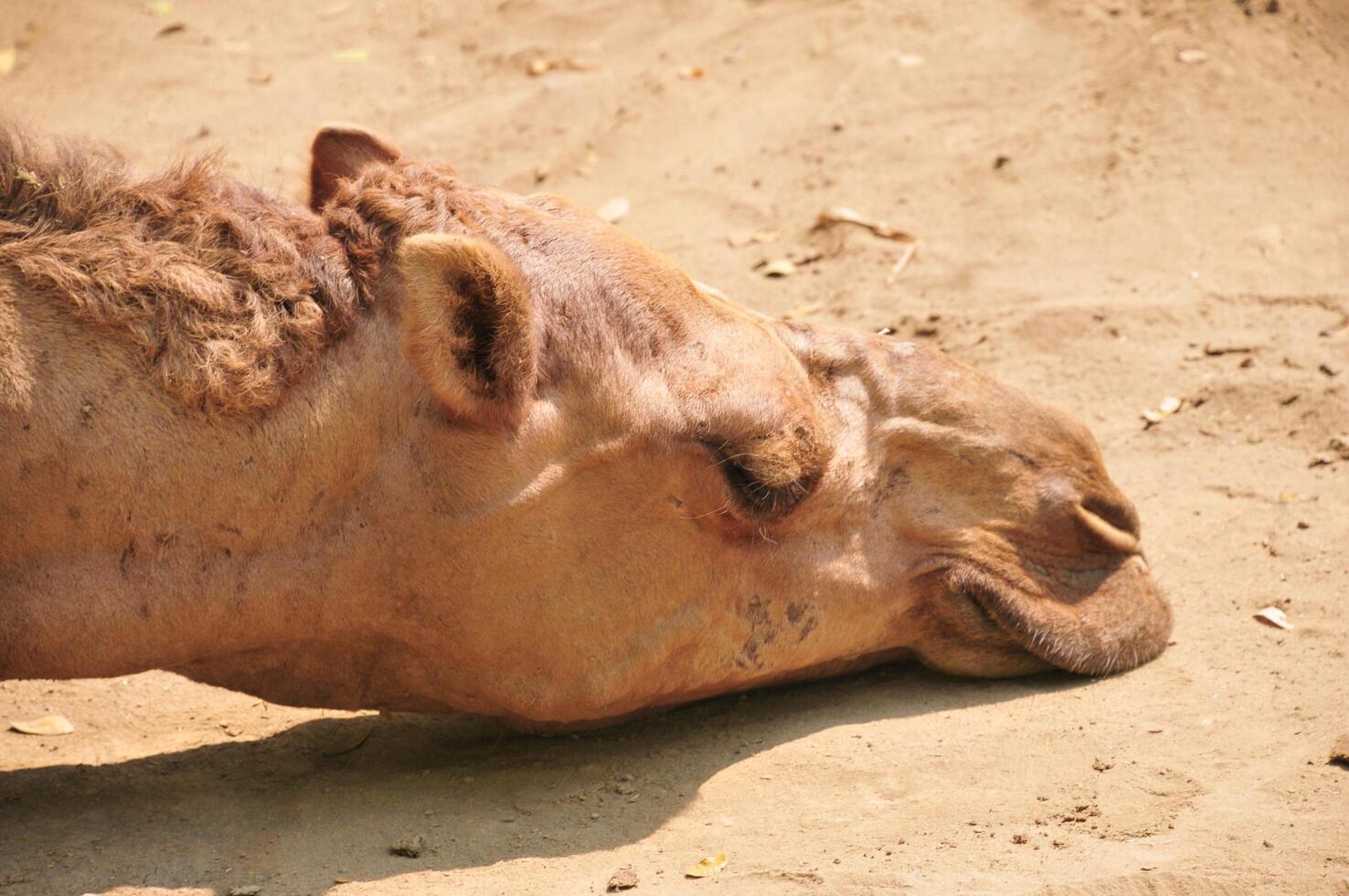 kamelen die tijdens de warme dag in de badlands slapen foto