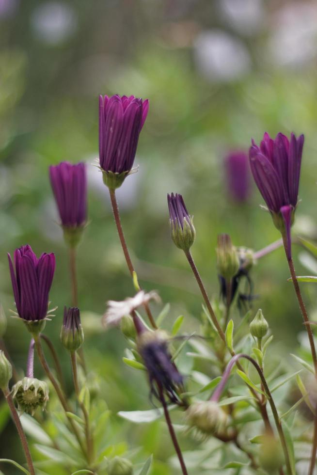 madeliefjes en bokeh foto