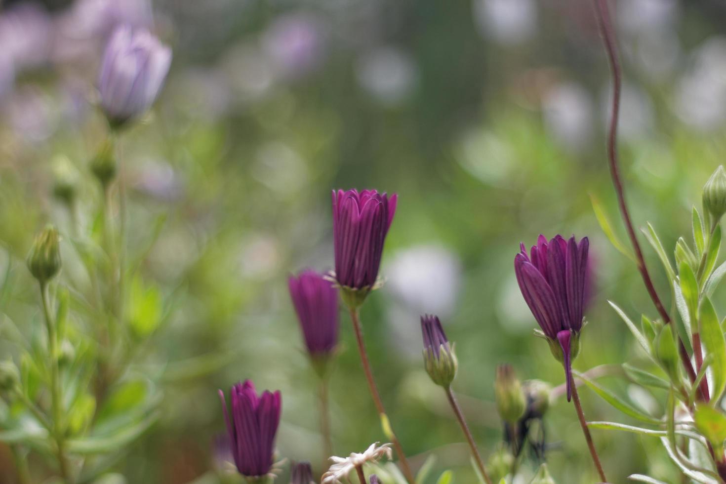 madeliefjes en bokeh foto