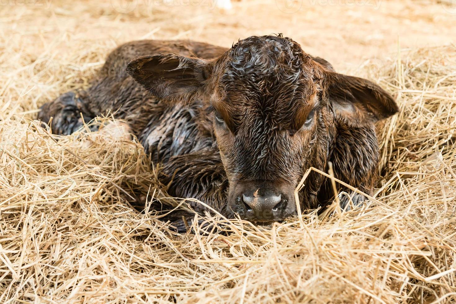 bruin pasgeboren kalf liggend op staw foto