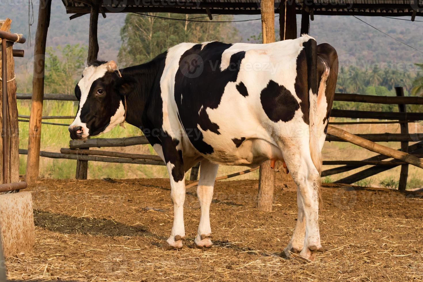 zwart-witte koe op lokale boerderij in thailand foto