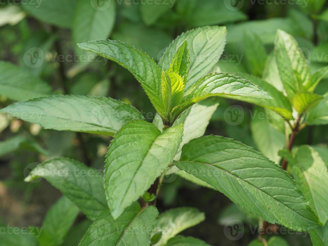 pepermuntplant, mentha piperita foto