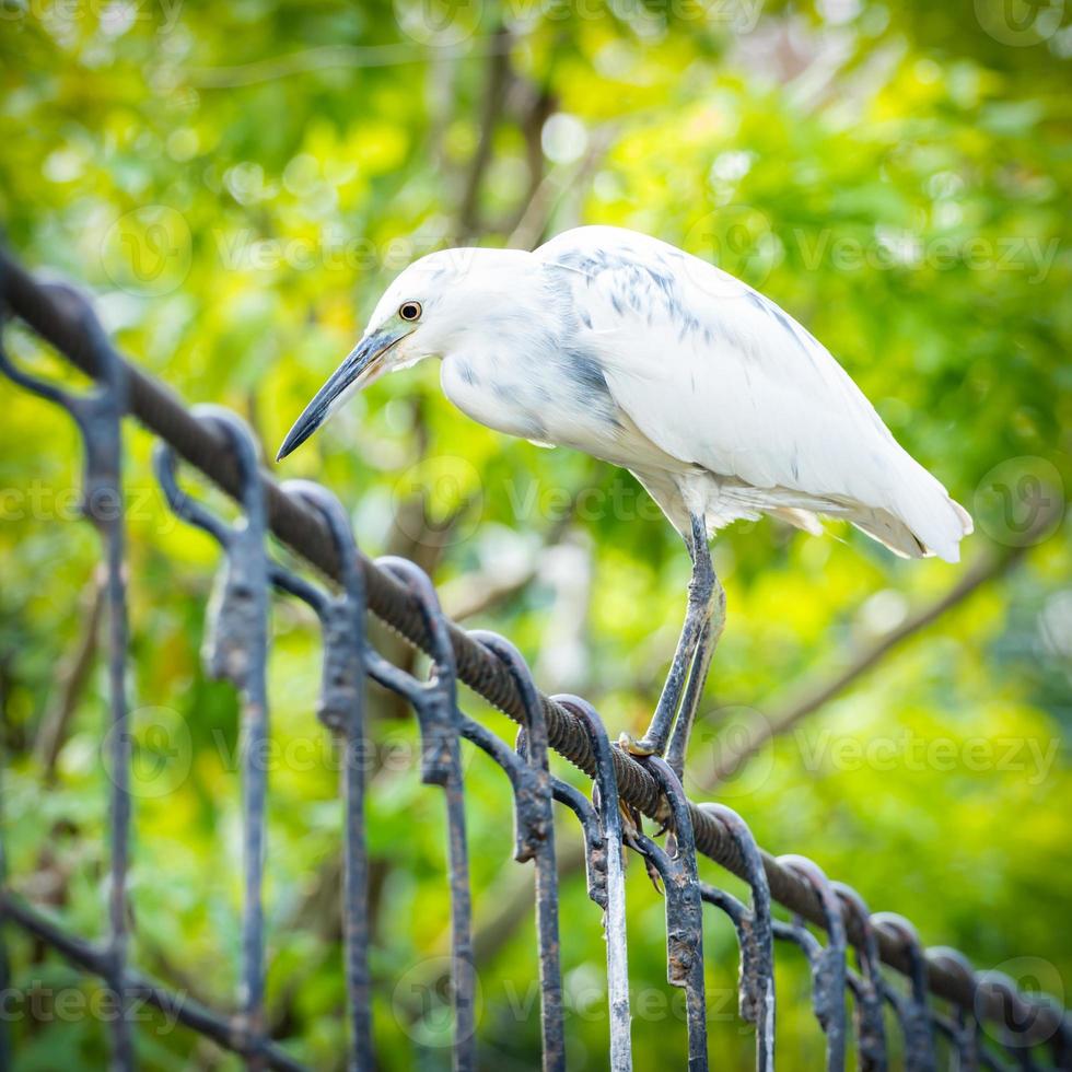 witte besneeuwde zilverreiger op ijzeren brug foto