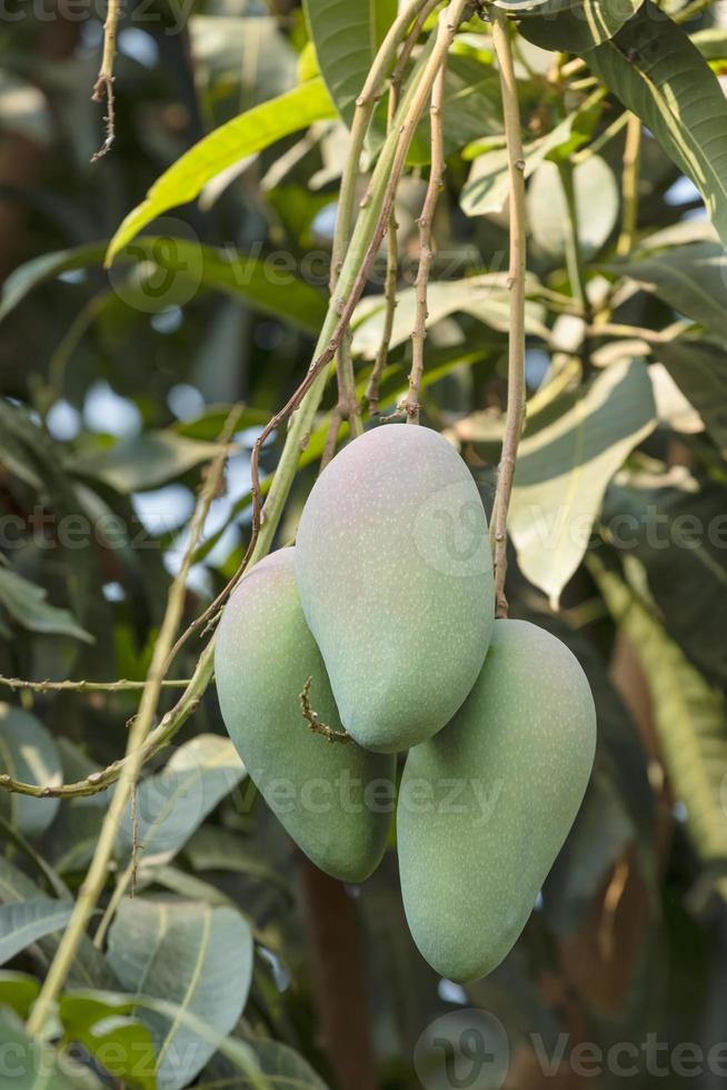 mango aan boom foto