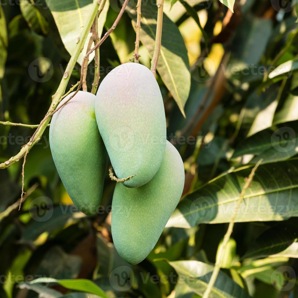 mango aan boom foto