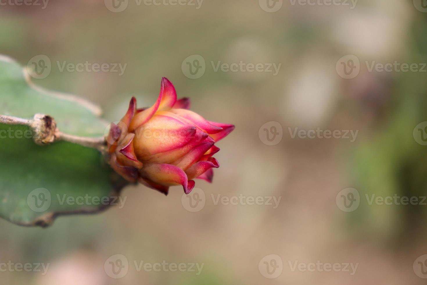 drakenfruit aan een boom op een boerderij foto