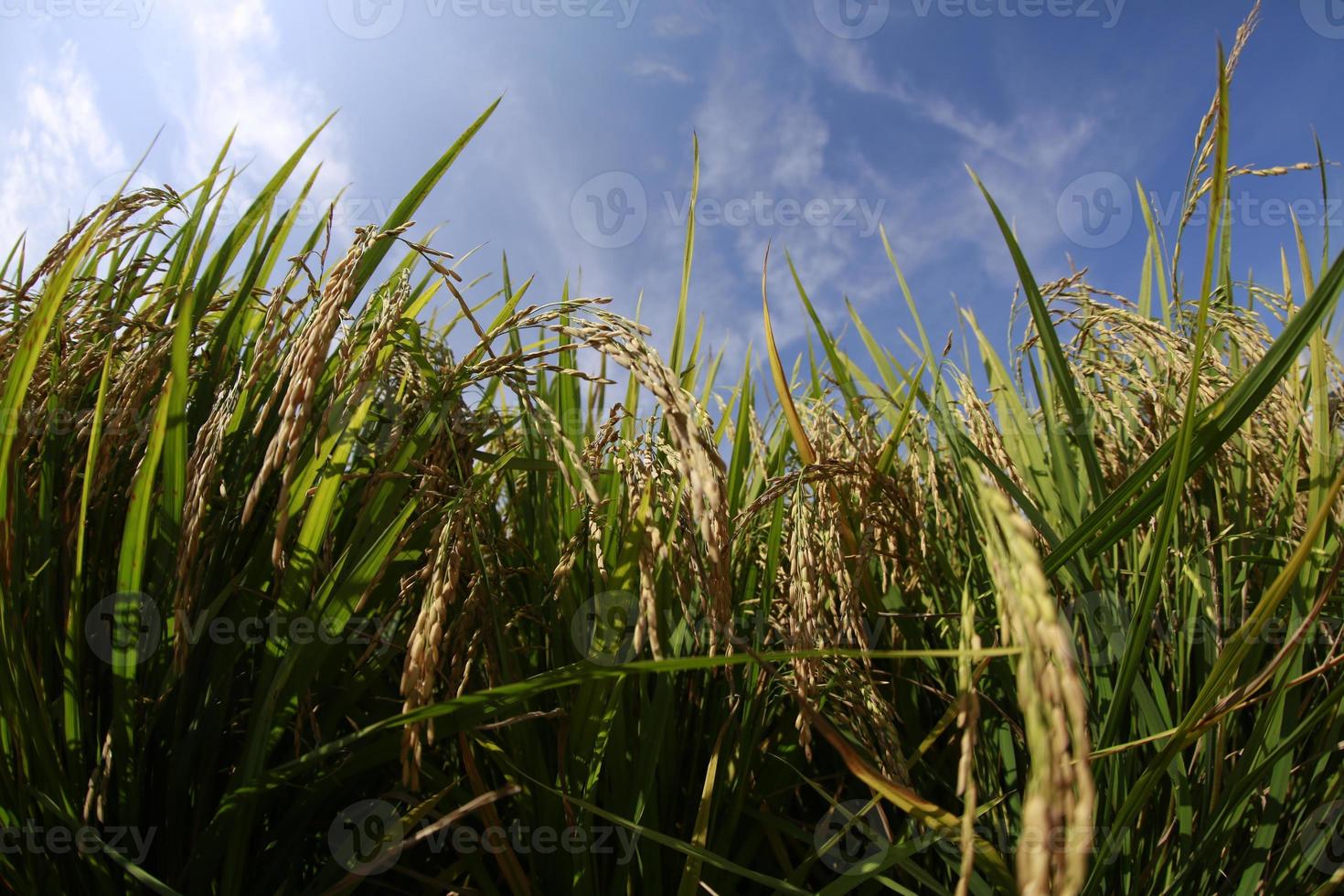 rijst landbouw landbouw en rijstveld foto