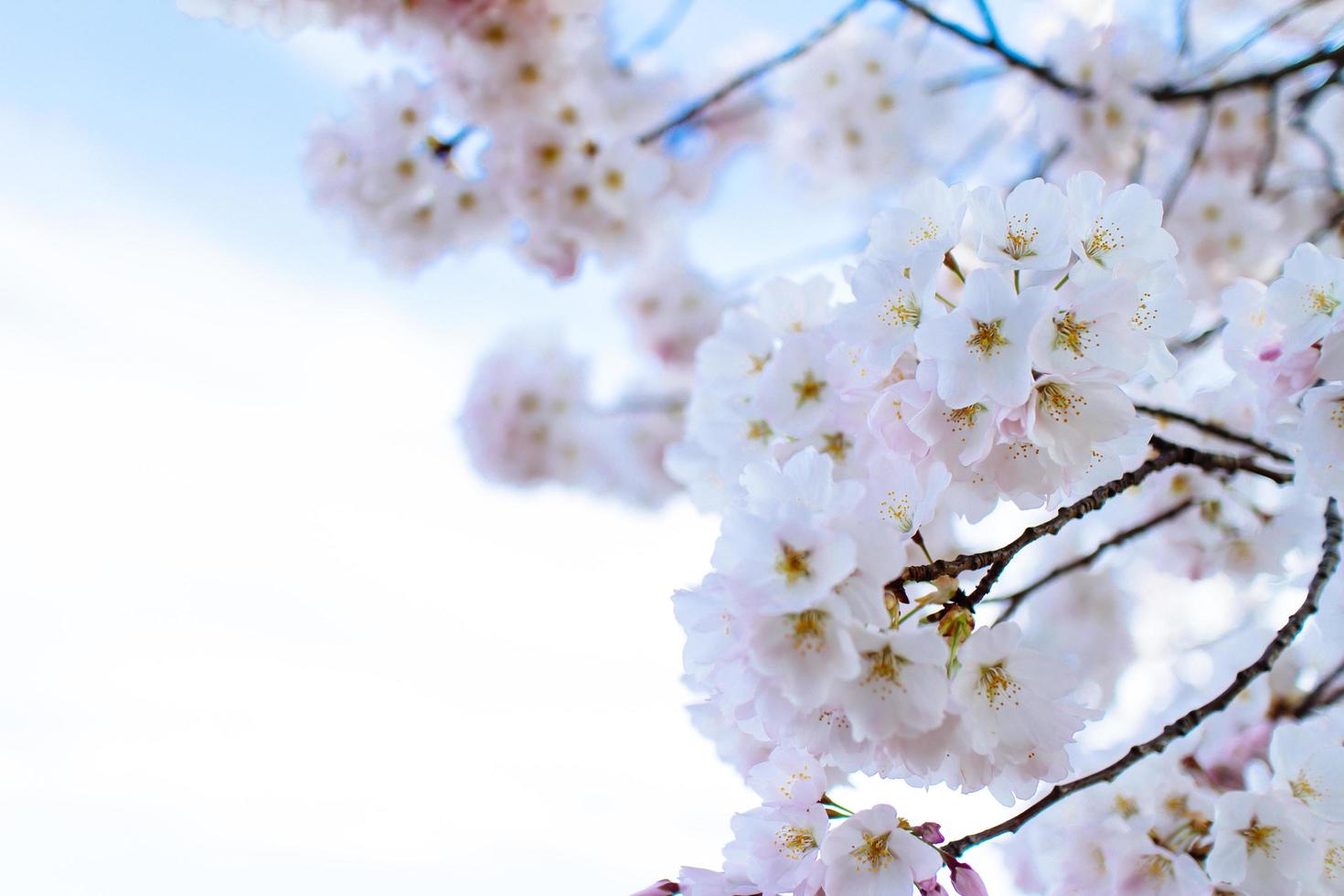 kersenbloesems bij getijdebassin. foto