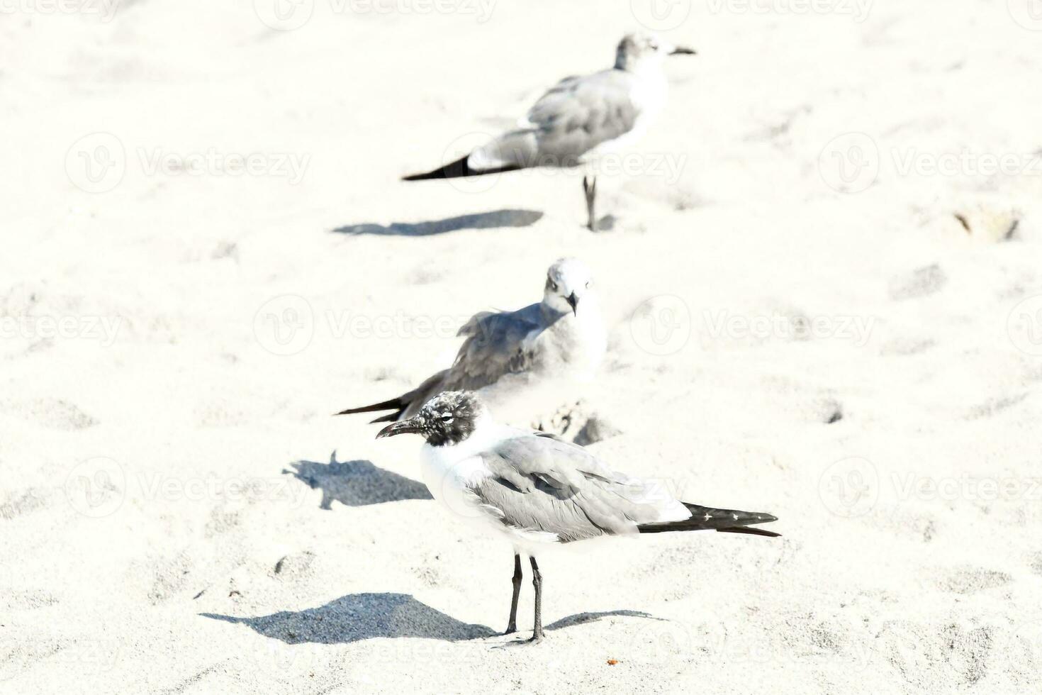 vogelstand Aan zand foto