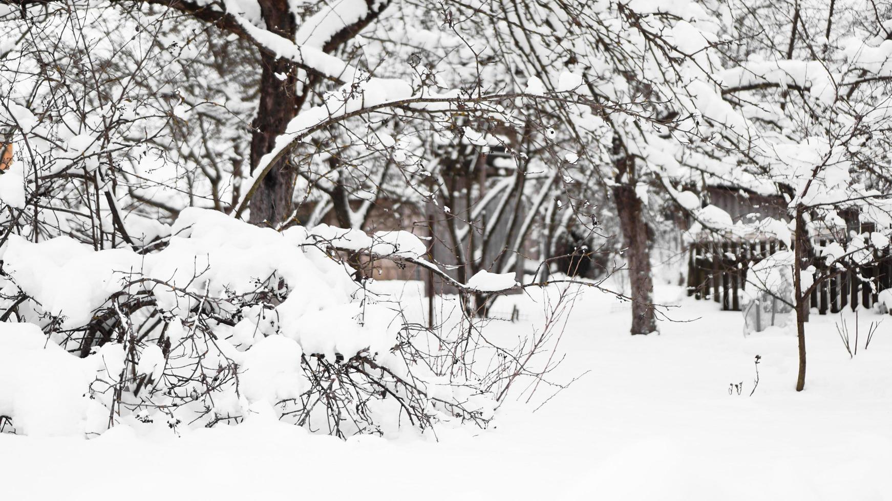 takken van jonge appelboom onder sneeuw in zonnige ijzige ochtend foto