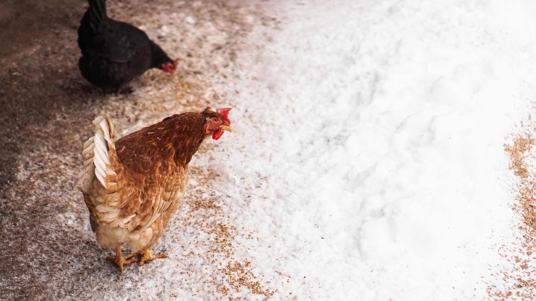 kip in de achtertuin in de winterdag. kip pikt graan uit de sneeuw foto