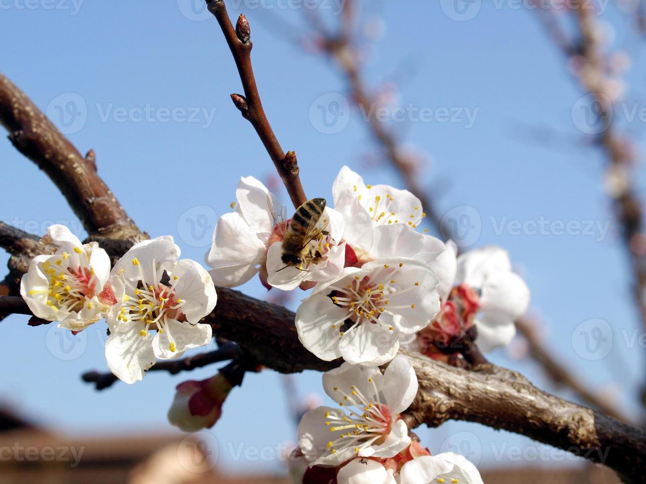 bij op bloem foto