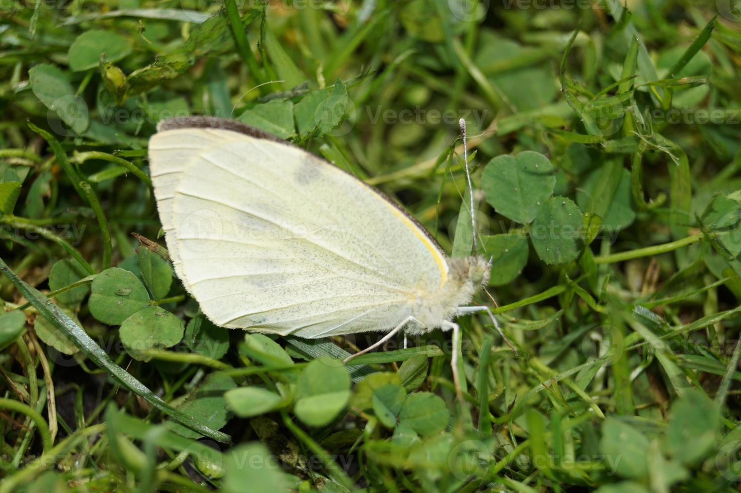 pieris brassicae witte vlinder foto