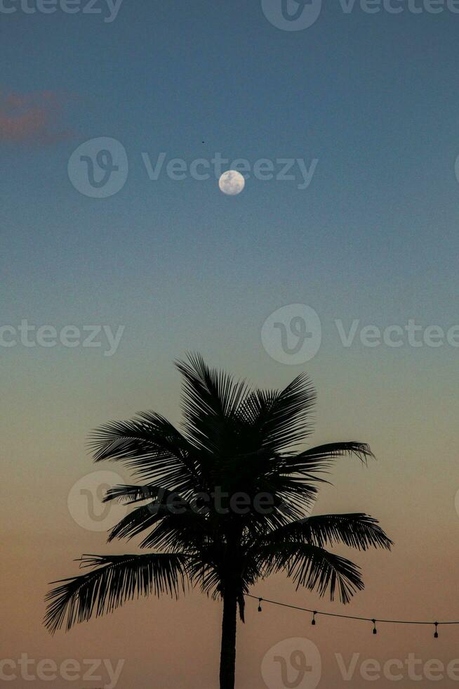 silhouet van palm boom met de maan in de achtergrond. foto