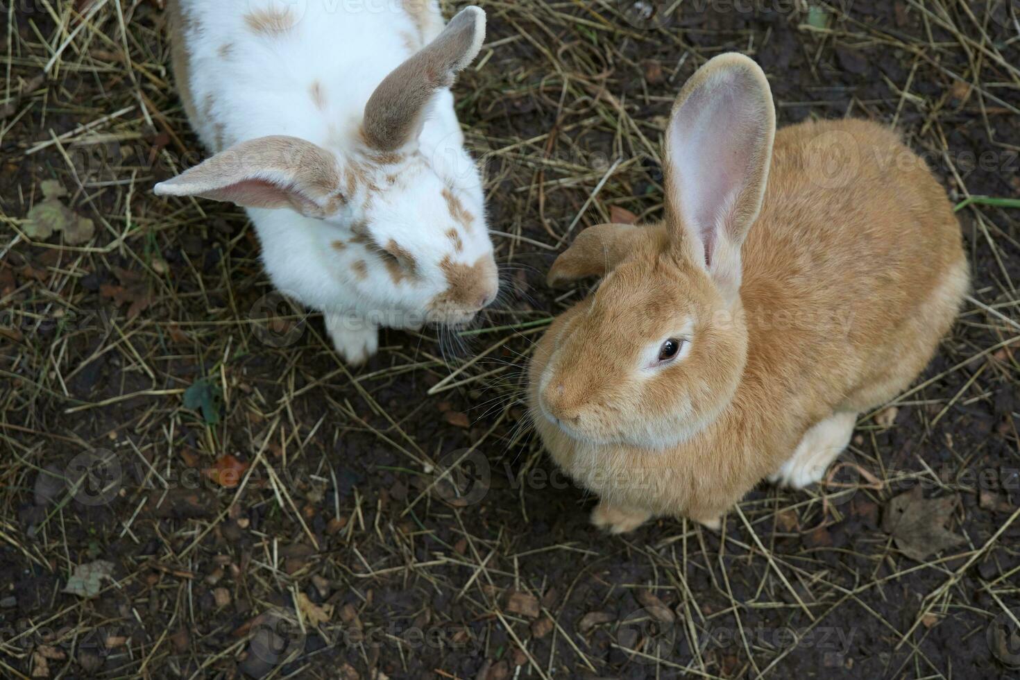 een paar- van Vlaams reusachtig konijnen, oryctolagus cuniculus huismus, in Lincolnshire foto