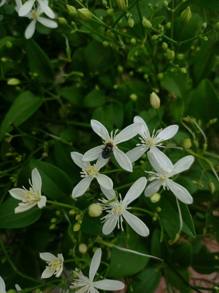 mooi tuin met wit bloemen en groen bladeren. foto