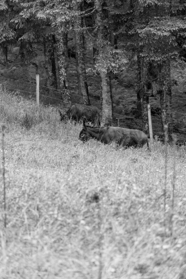 de oostenrijks Alpen in de buurt gosau foto