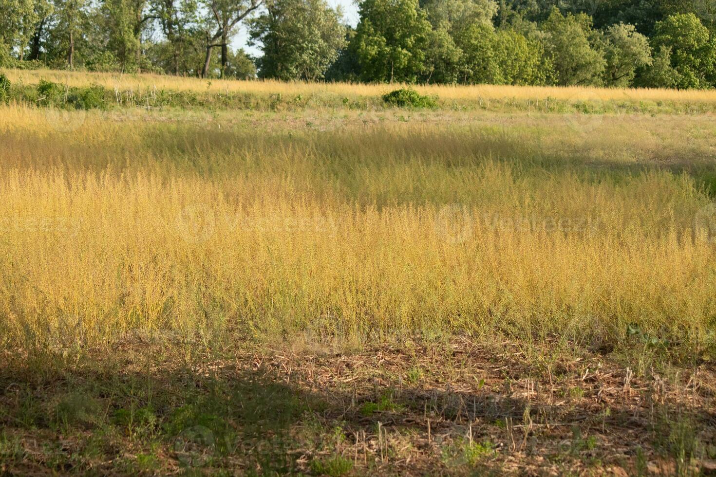 ik geliefde de kijken van deze veld- net zo ik liep door. de hoog bruin gras zwaaiend in de wind. de bruin kleuren van de landschap tonen de vallen seizoen. foto