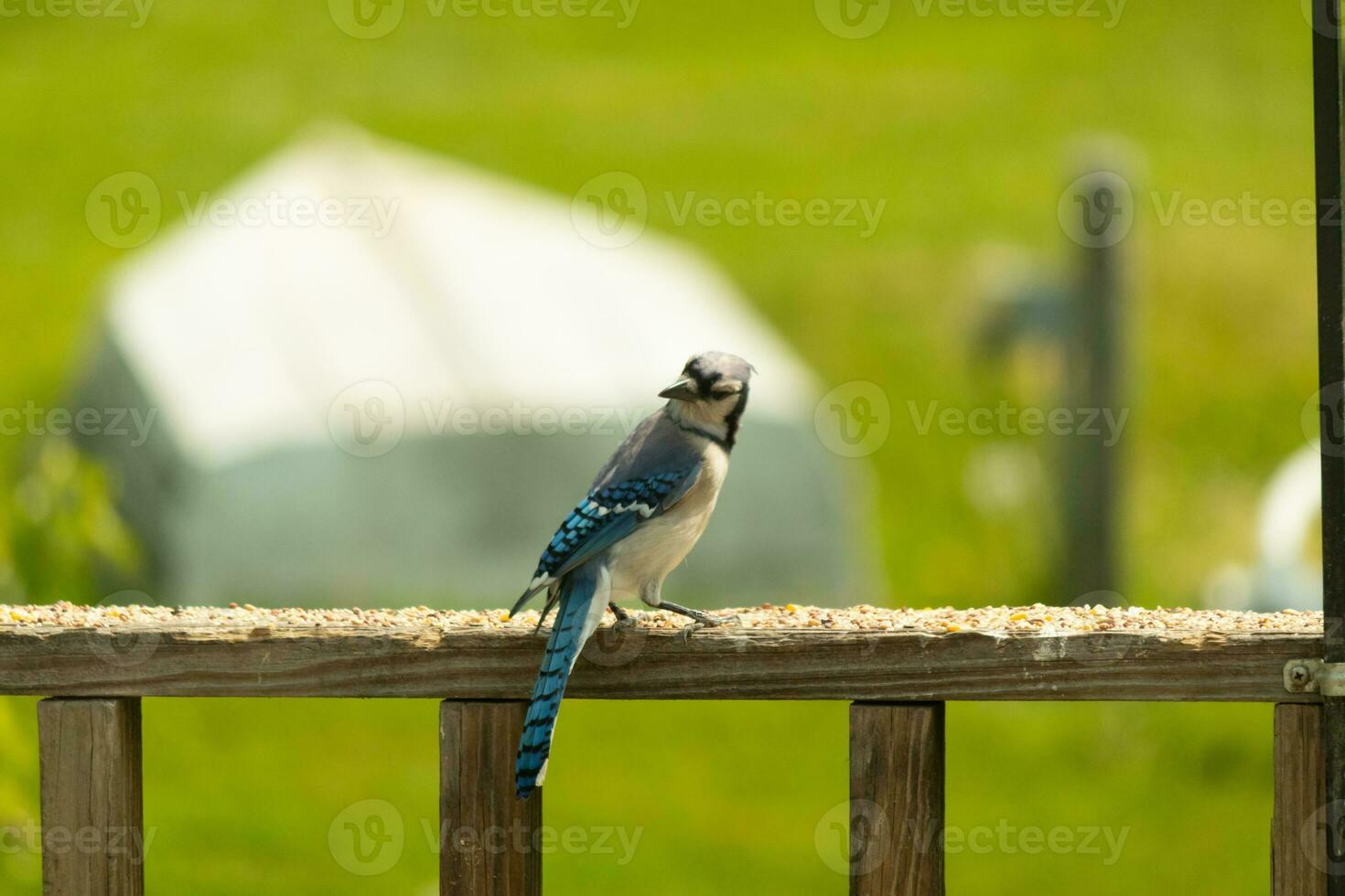 deze blauw gaai vogel was opvallend een houding net zo ik nam deze afbeelding. hij kwam uit Aan de houten traliewerk van de dek voor sommige vogelzaad. ik liefde de kleuren van deze vogelstand met de blauw, zwart, en wit. foto