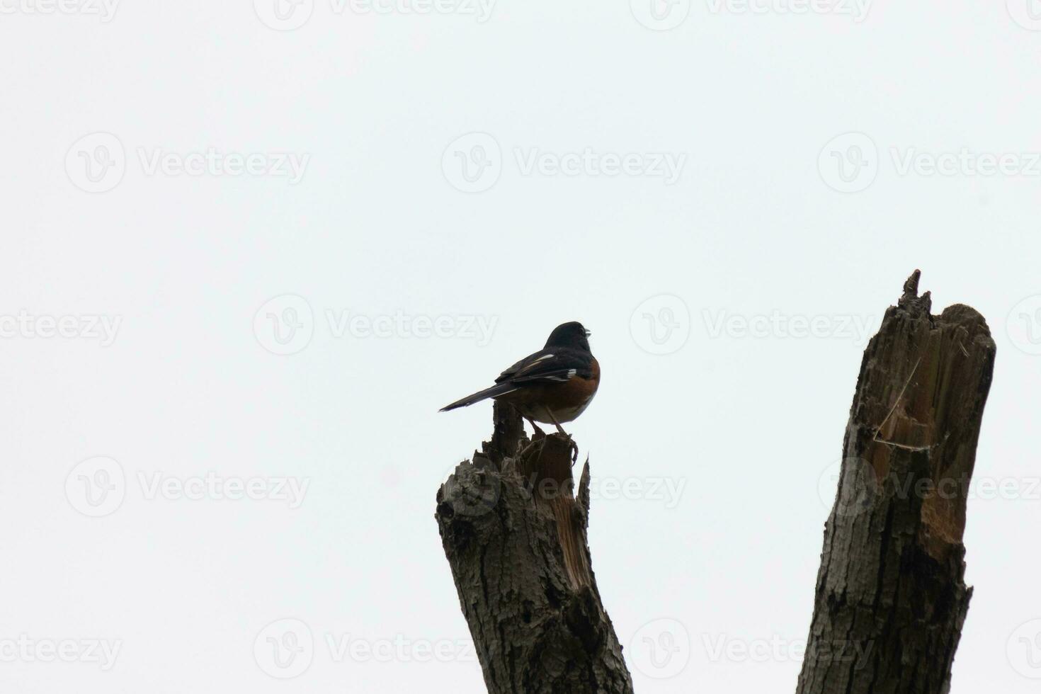 deze Baltimore wielewaal is neergestreken Aan deze houten post in de veld. zijn mooi zwart, oranje, en wit lichaam staand uit tegen de wit achtergrond. deze is een migrerend vogel. foto