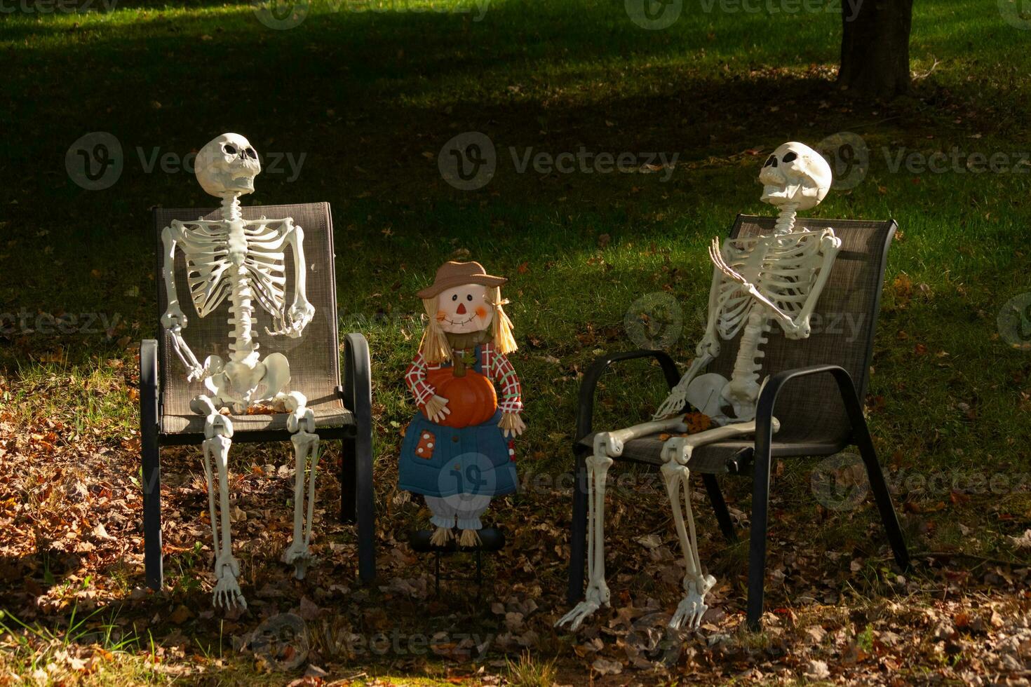 deze is halloween. deze skeletten hebben geweest zetten uit voor Scherm naar helpen versieren voor de spookachtig seizoen. de weinig vogelverschrikker in de centrum naar symboliseren herfst of de vallen seizoen. foto