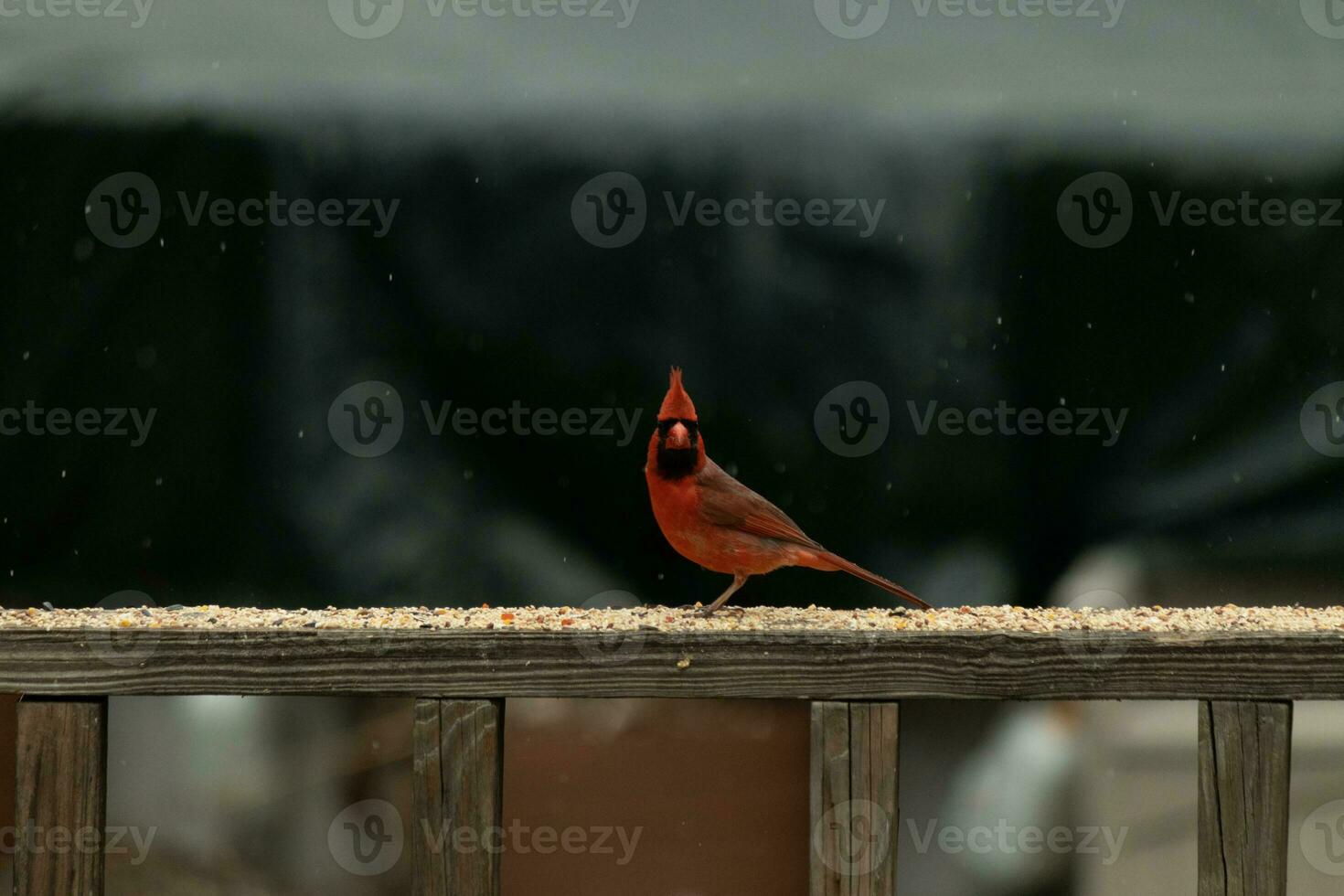 deze mooi mannetje kardinaal kwam uit naar de traliewerk van de dek voor sommige vogelzaad. de mooi vogel ID kaart een helder rood kleur en bijna herinnert aan u van kerstmis. de weinig zwart masker staat uit. foto